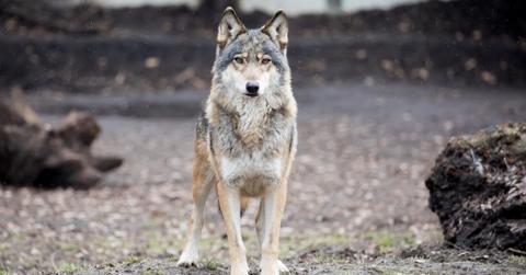 wolf hunting ban minnesota