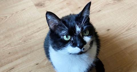 A black and white cat with green eyes.