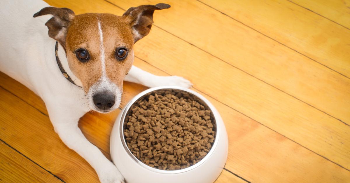 Dog sits with bowl of kibble on wood floor