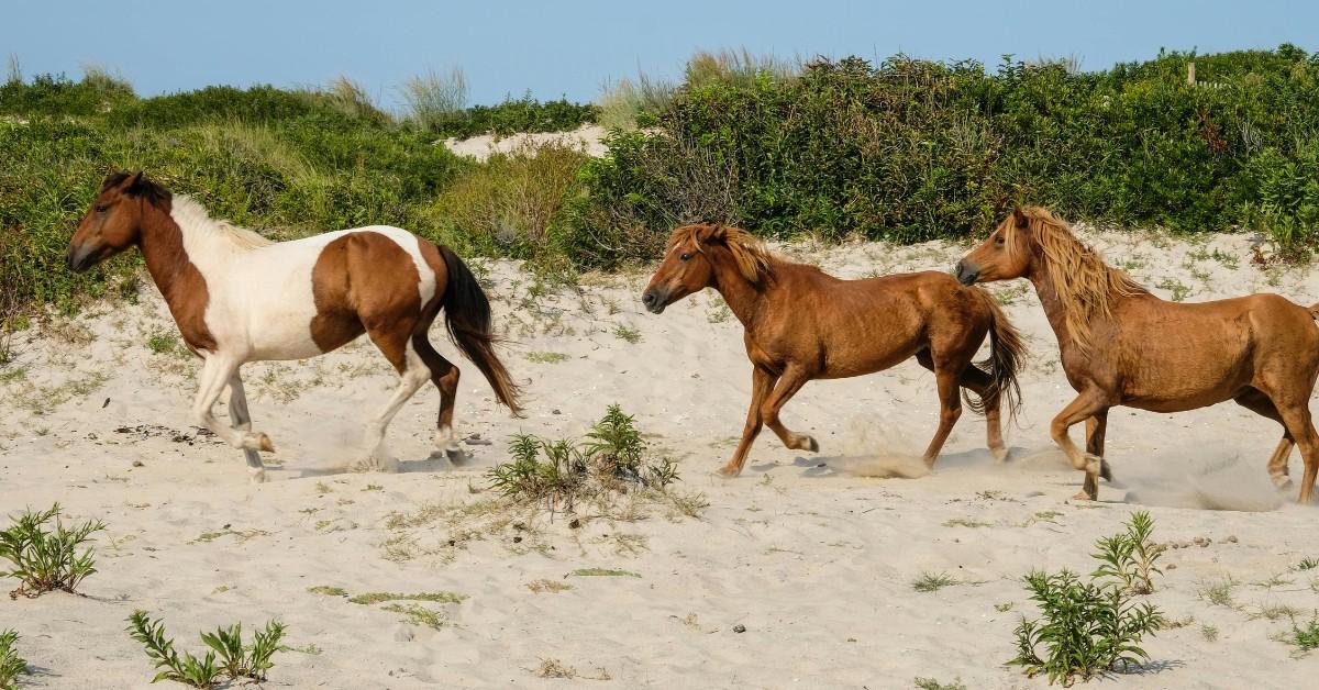 A trio of wild horses run on the beach