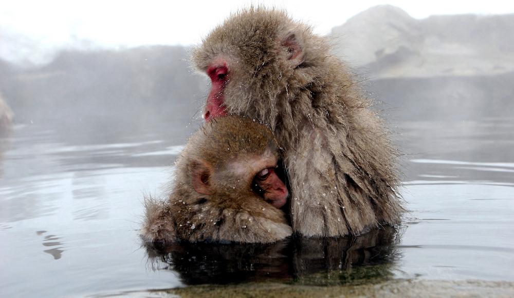 Japanese Macaques in a Hot Spring