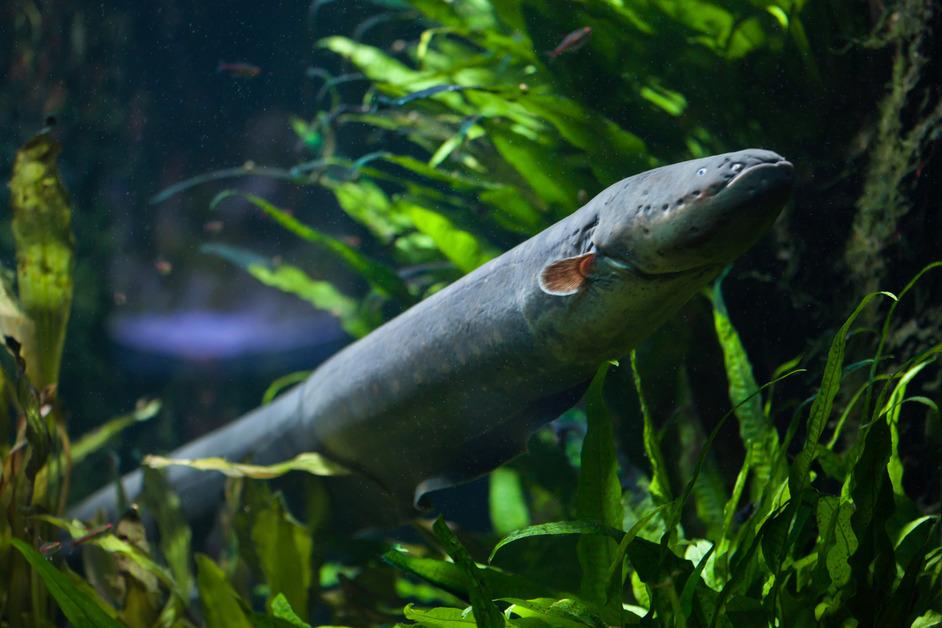 An electric eel swims through kelp under the water. 