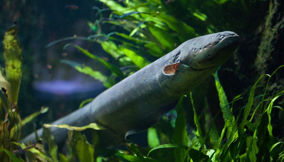 How Do Electric Eels Work? The Science Behind This Species
