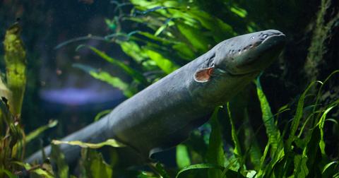 An electric eel swims through kelp under the water.