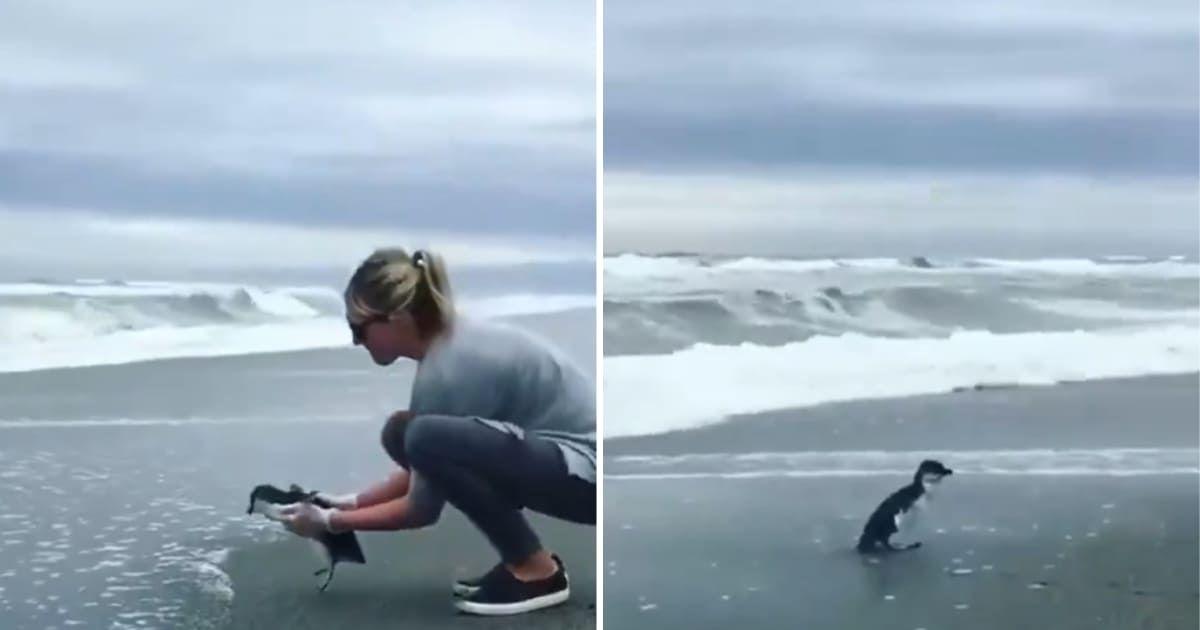Woman releases a penguin into the ocean. The penguin doesn't want to let her go (Cover Image Source: X | @TheFigen_)