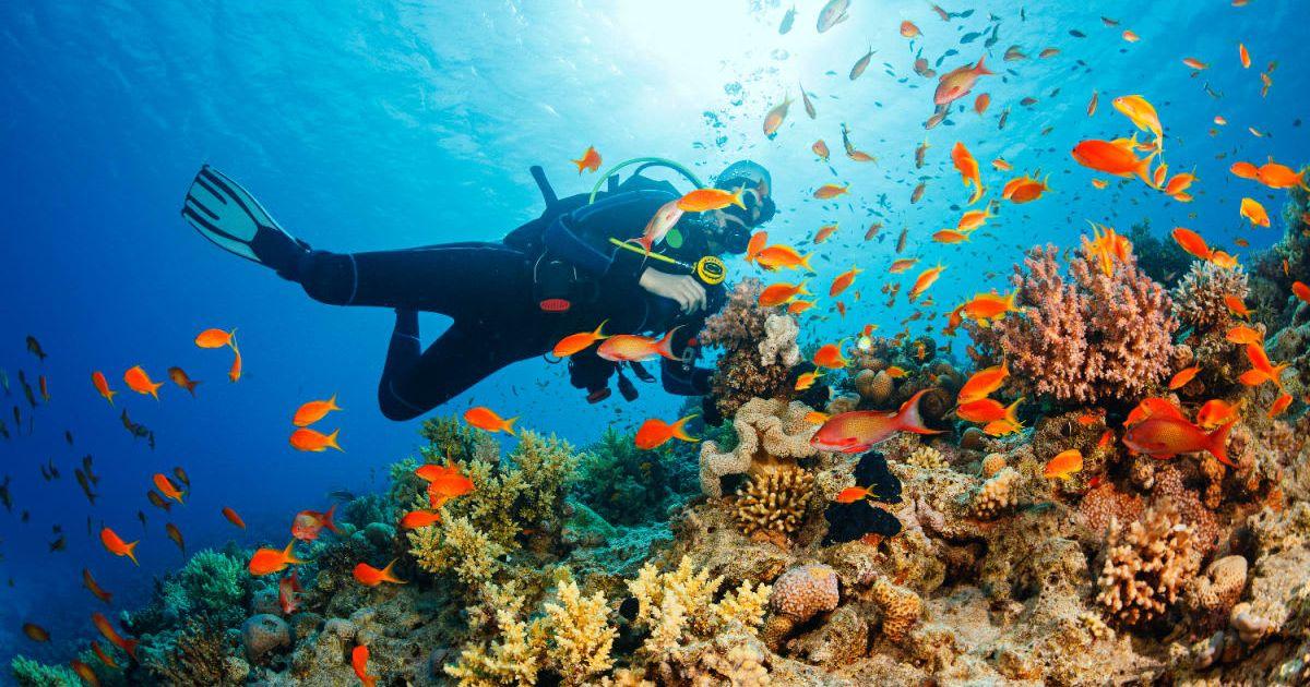 Underwater scuba diver exploring coral reefs. (Representative Cover Image Source: Getty Images | ultramarinfoto)