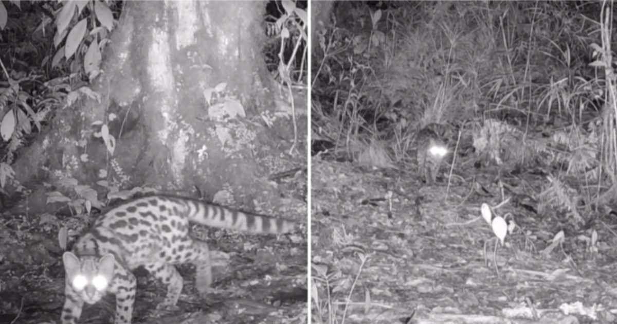 Margay, aka the ghost of canopy, gets captured in a trail camera. (Cover Image Source: Instagram | @coralmayaconservation)