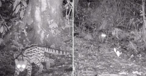 Margay, aka the ghost of canopy, gets captured in a trail camera. (Cover Image Source: Instagram | @coralmayaconservation)