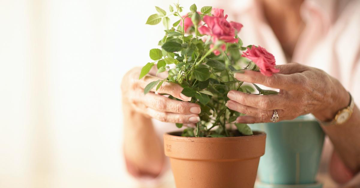 Houseplants Peat