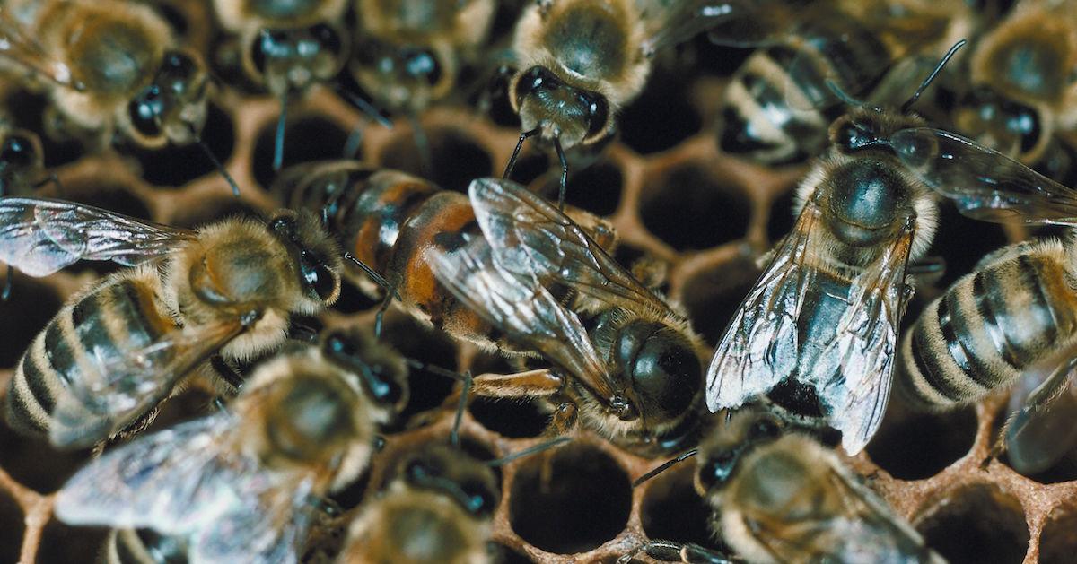 Can Bees Really Smell Fear? Inside the Hive Mind, Explained