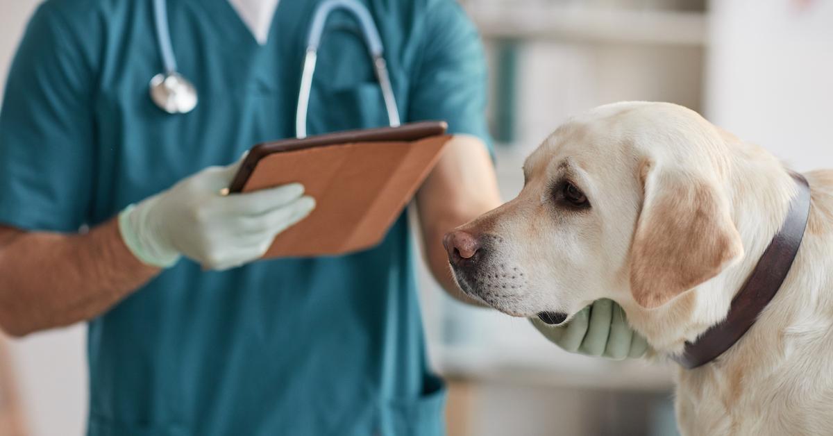 Symptoms, the Vaccine, and More About the Pet Epidemic