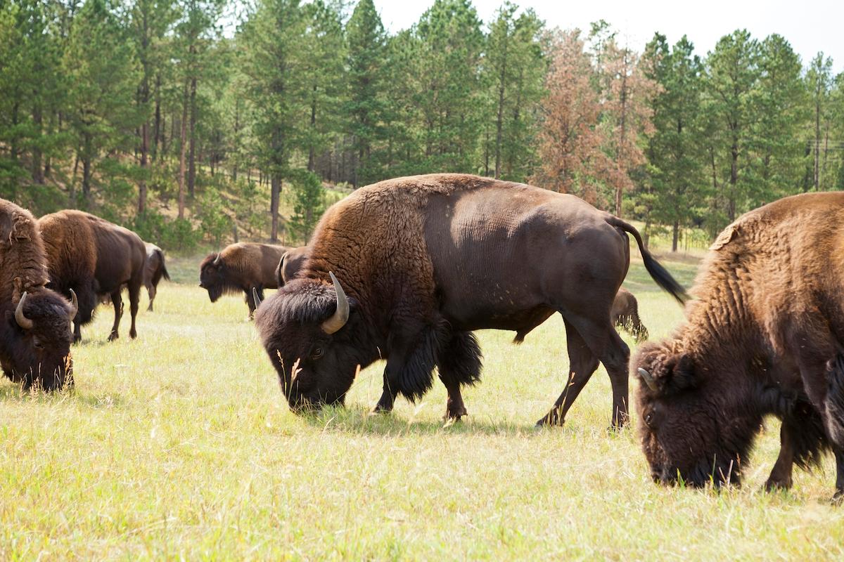 bison south dakota