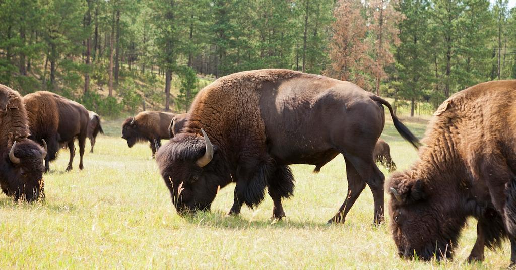 100 Buffalo on Rosebud Sioux Tribe Land