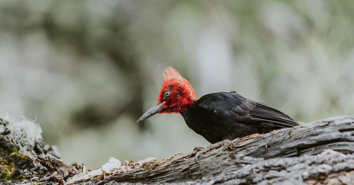 woody woodpecker extinct