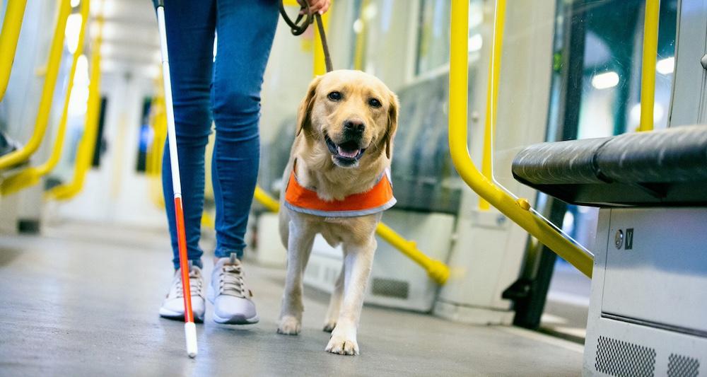 A guide dog walking with a blind person through transit. 