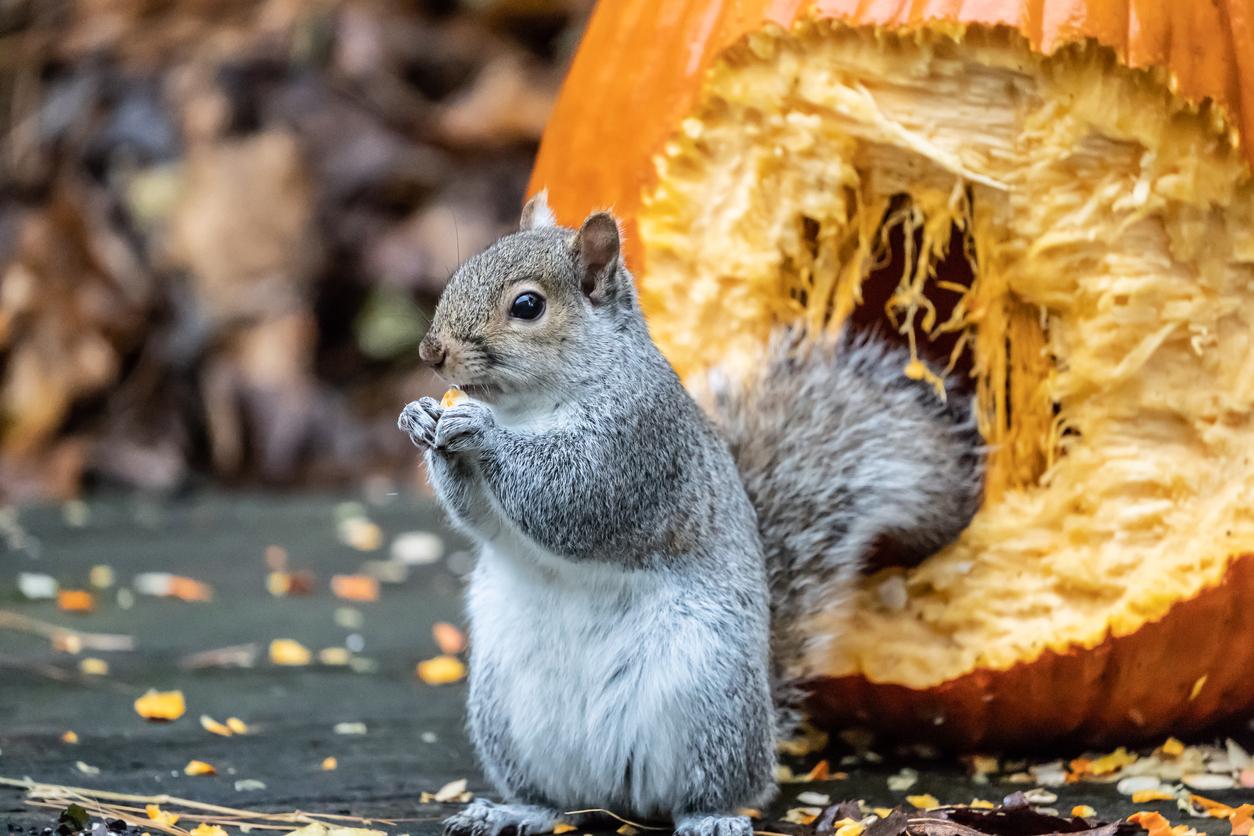 A hungry squirrel holds a piece of pumpkin in his hands as he stands beside a half-eaten pumpkin on a porch.