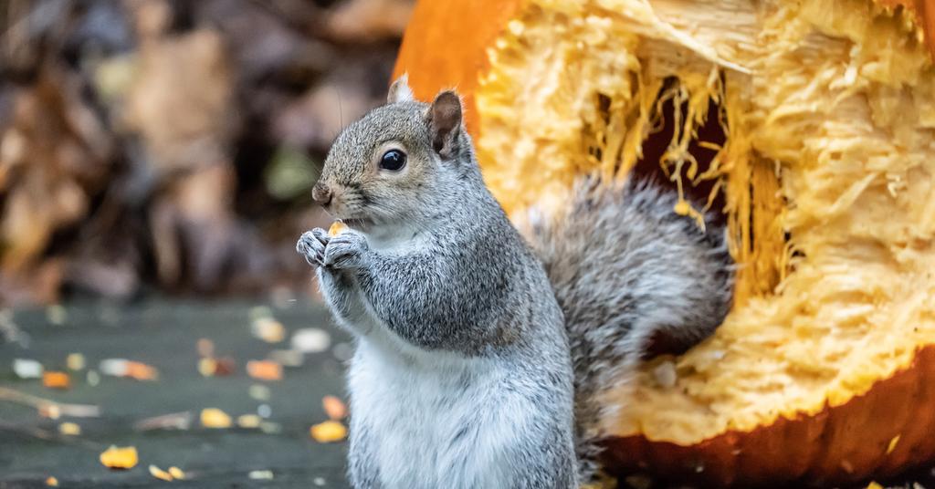 how-to-keep-squirrels-from-eating-your-pumpkin-or-jack-o-lantern