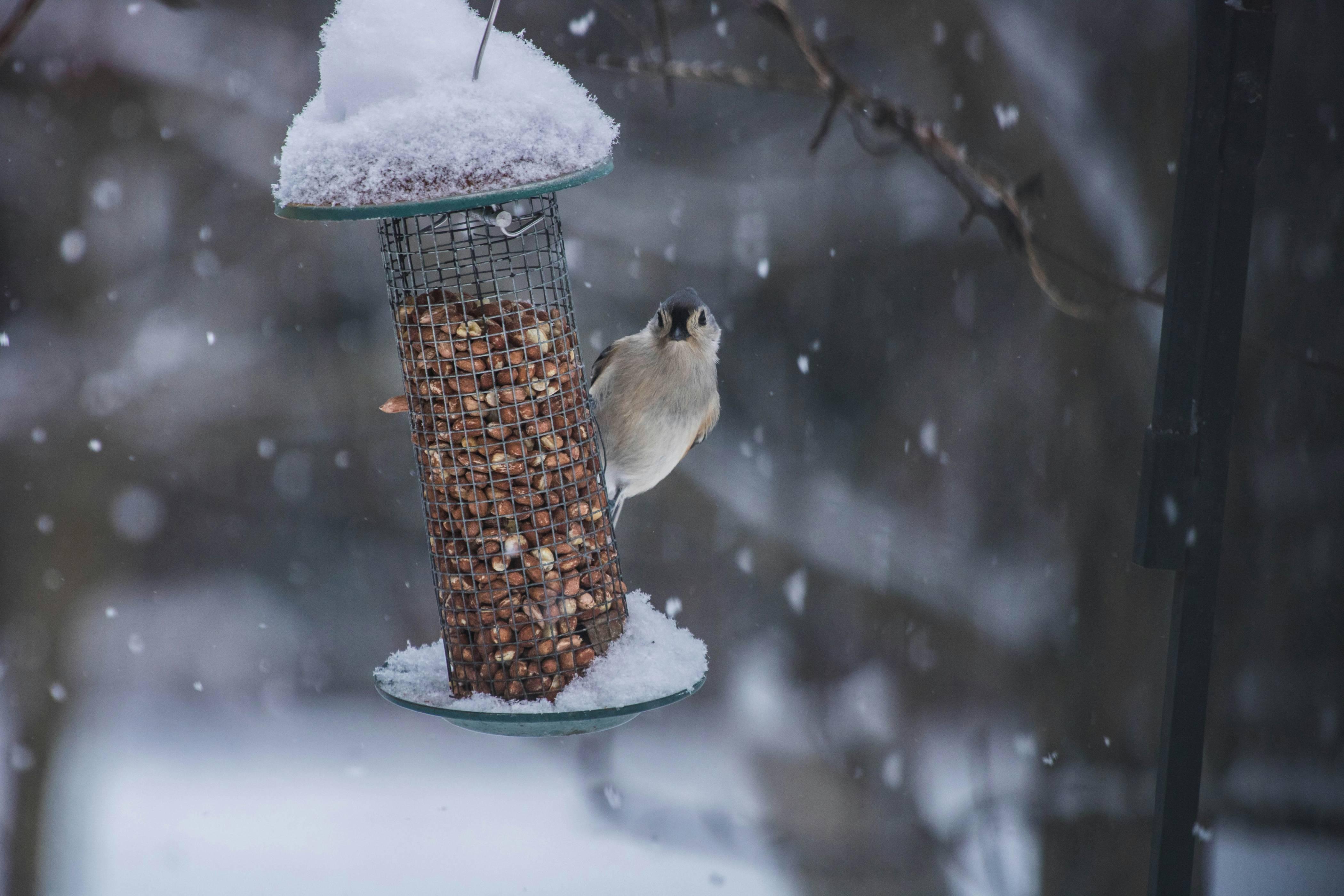 A bird perches atop a bird feeder that has ice and snow on it while it snows in the background.