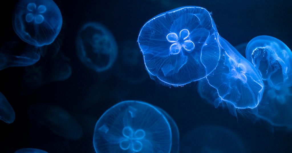 Why Does Peeing on a Jellyfish Sting Help?