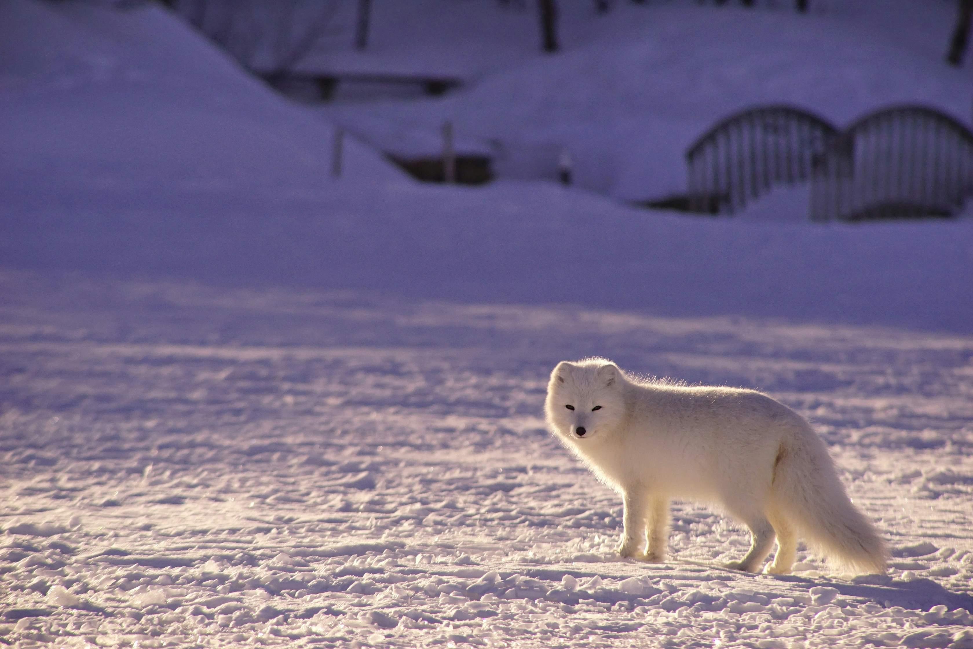 An arctic fox is pictured standing in the snow with a bridge in the background.