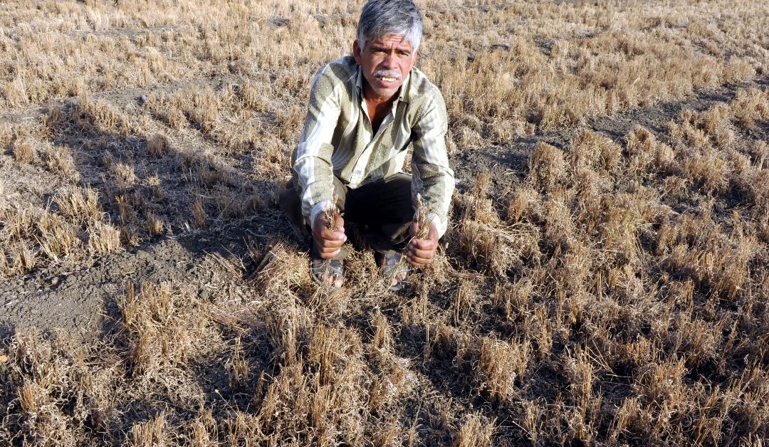 A farmer shows his Isabgol (psyllium husk) crops damaged in unseasonal rains and hailstorm in Neemuch, India