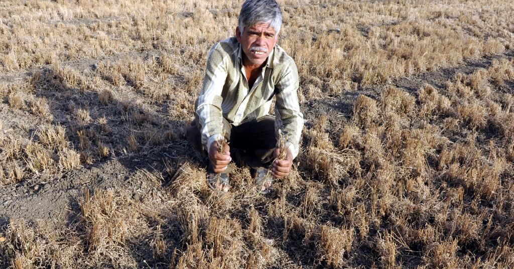 Psyllium Husk's Cancer Warning Explained Are Benefits Worth the Risk?