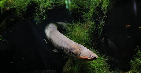 An electric eel coming out of a dark cave covered in green algae.