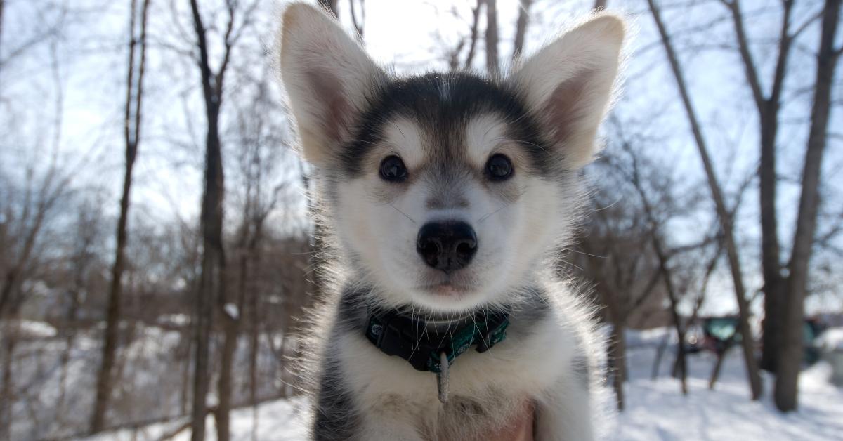 A husky puppy. 