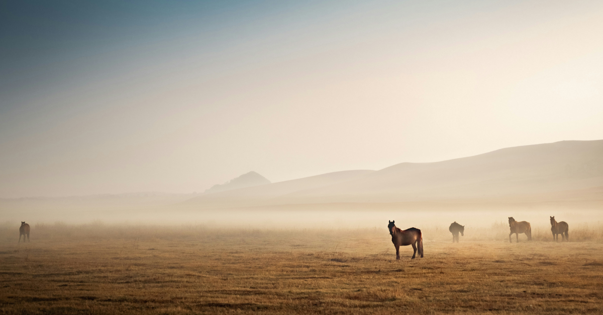 A heard of horses stand in a foggy field