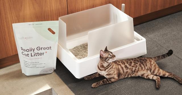 View of 10 Best Natural and Sustainable Cat Litters