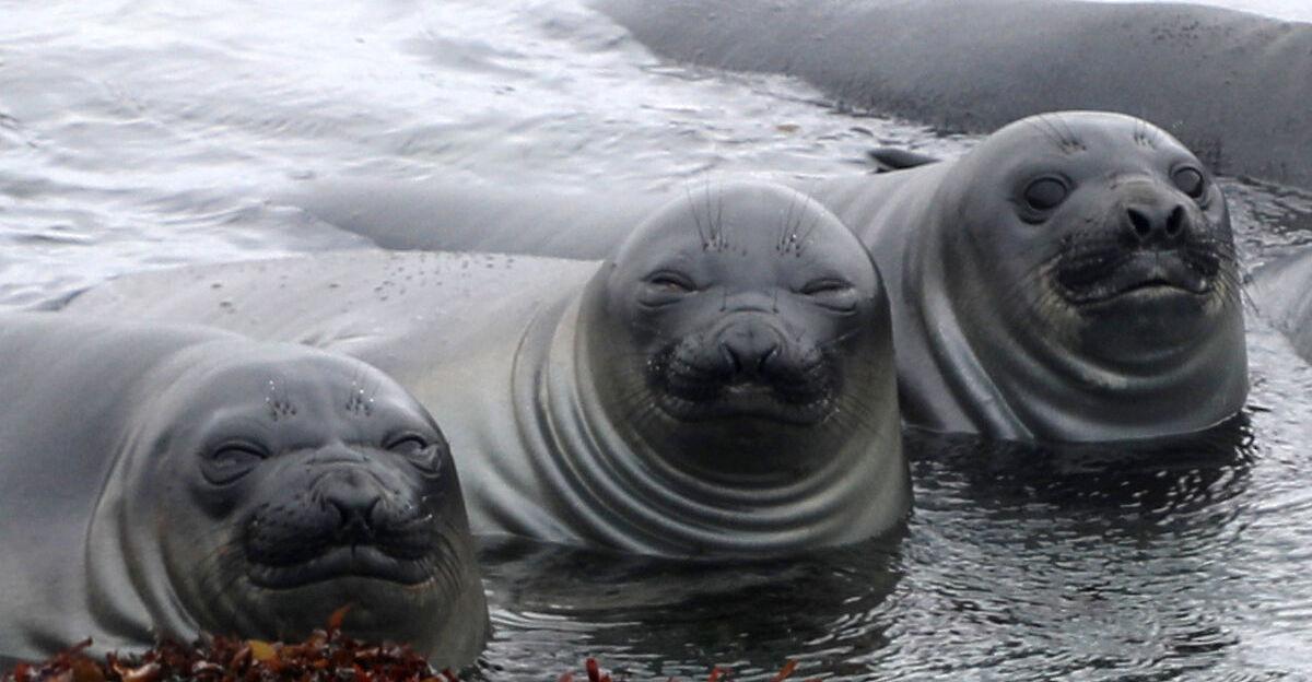 Seals Macquarie Island