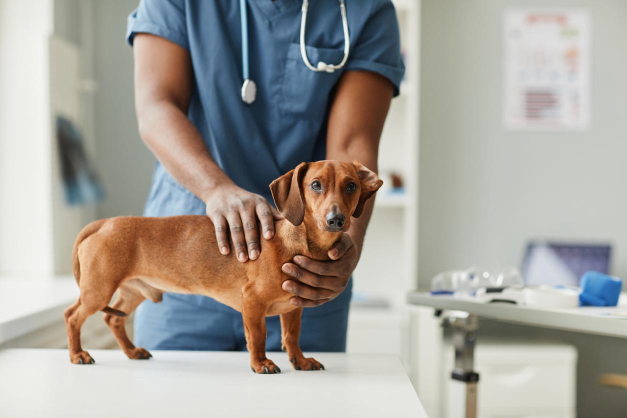 A dachshund with a brown coat is held by a veterinarian with blue scrubs.