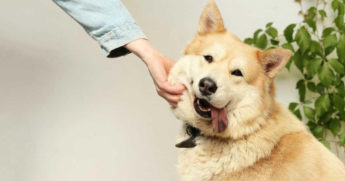 A dog sticking his tongue out as his owner pets him by grabbing his cheek. (Representative Image Source: Pexels | Maksim Goncharenok)
