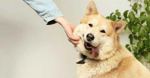 A dog sticking his tongue out as his owner pets him by grabbing his cheek. (Representative Image Source: Pexels | Maksim Goncharenok)