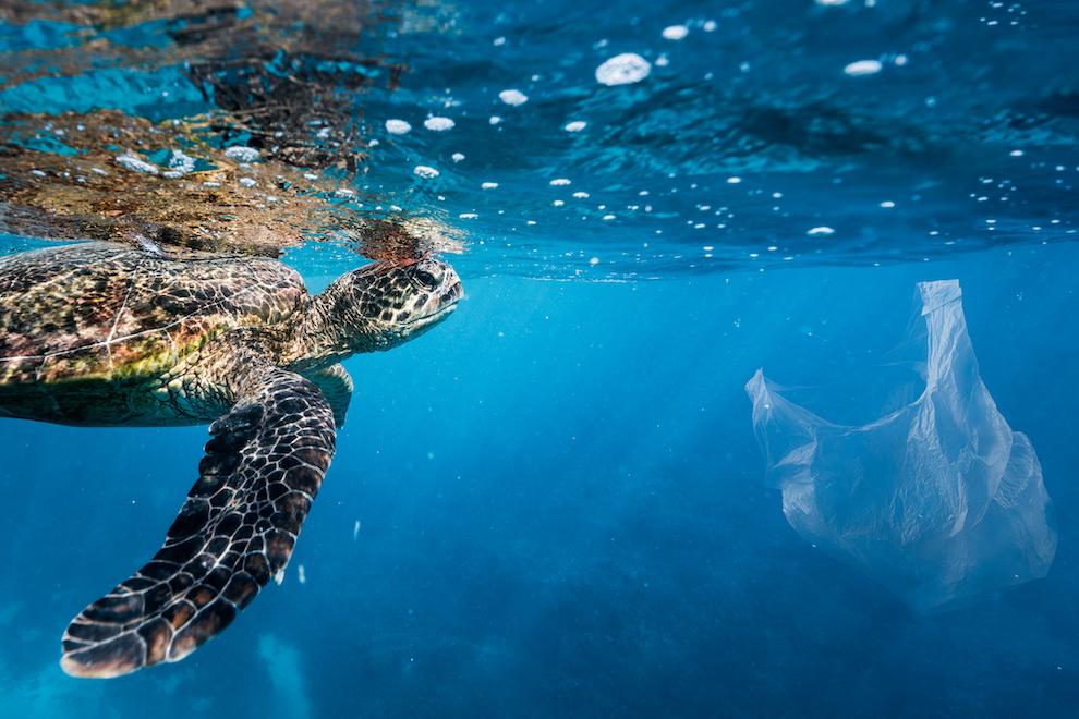 Sea turtle and plastic bag in water