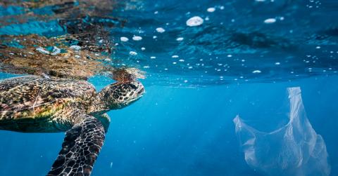 Sea turtle and plastic bag in water