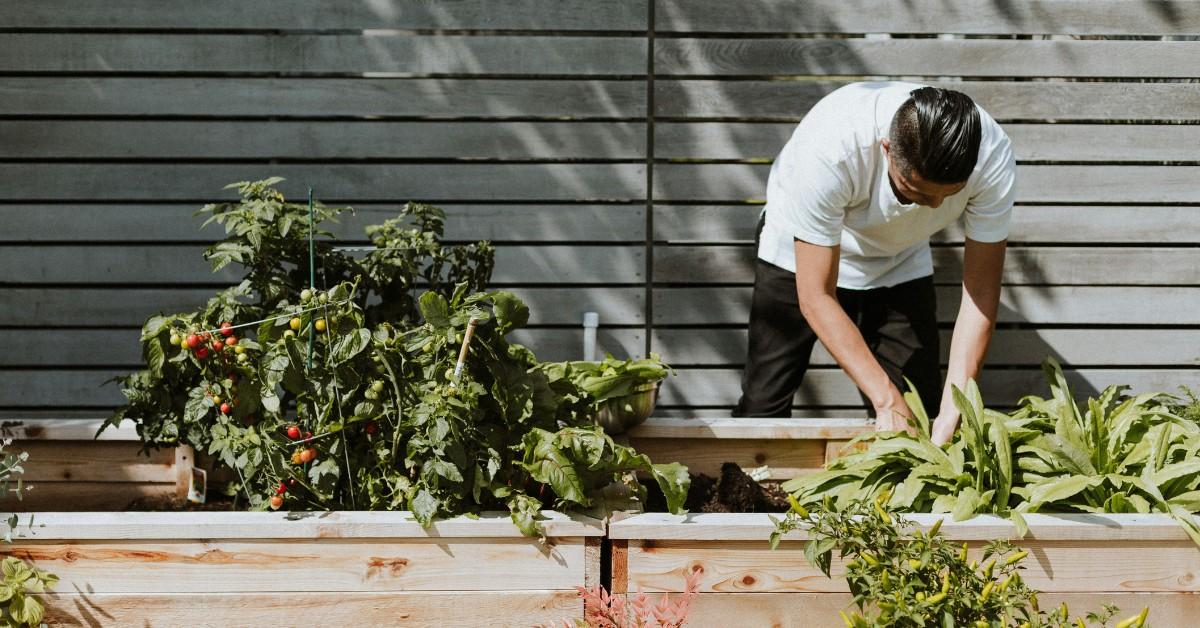 A man tends to his home garden, which includes peppers and tomatoes