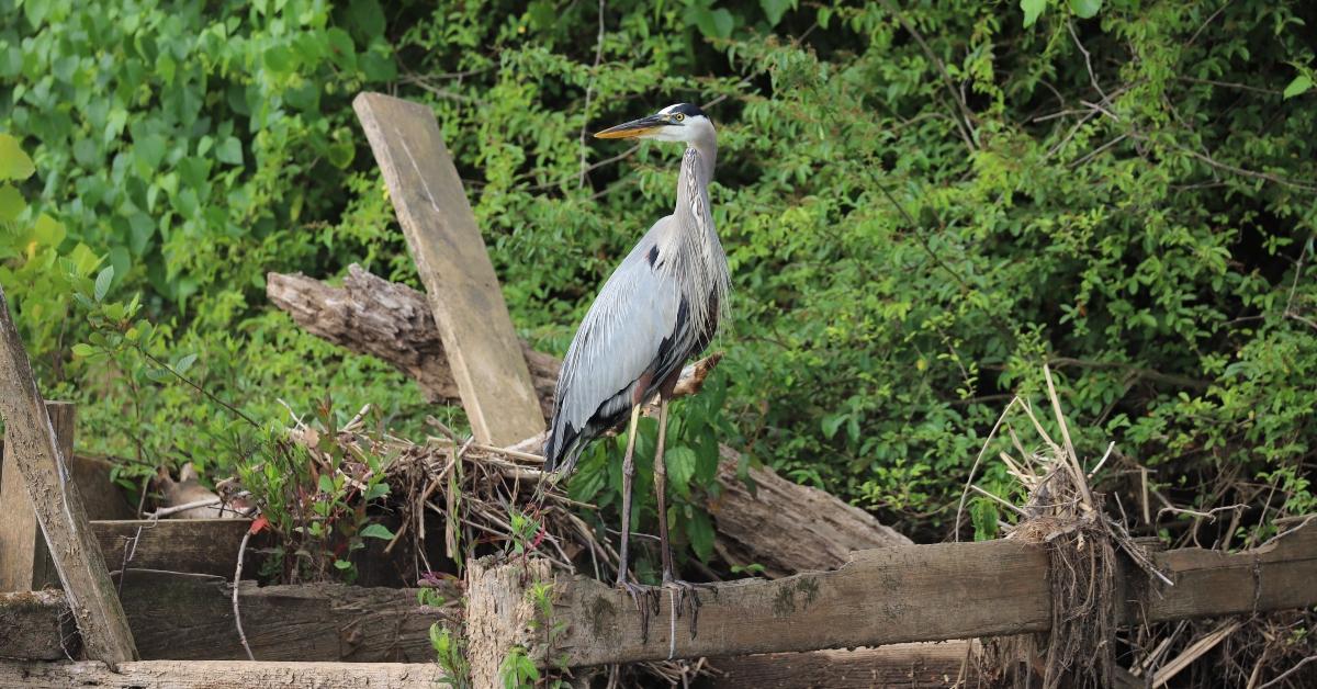 A blue heron on the property of the Savannah River Site.