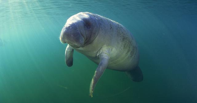 Are Manatees Dangerous? Their Demeanor Explained