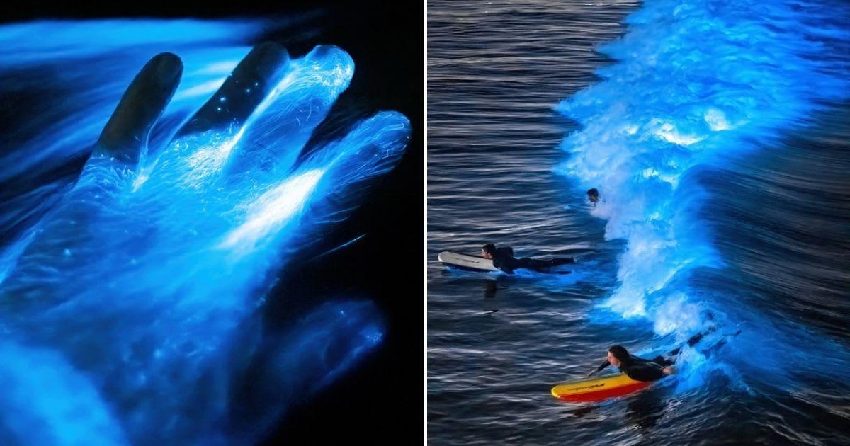 Man dips his hand in the ocean, and the waters come alive with a cosmic blue glow (Cover Image Source: Instagram | @patrickc_la)
