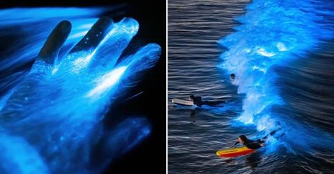 Man dips his hand in the ocean, and the waters come alive with a cosmic blue glow (Cover Image Source: Instagram | @patrickc_la)
