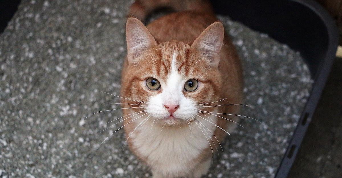 Cat sitting in a litter box and looking up to the camera 