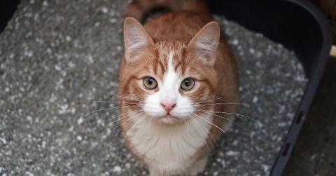 Cat sitting in a litter box and looking up to the camera