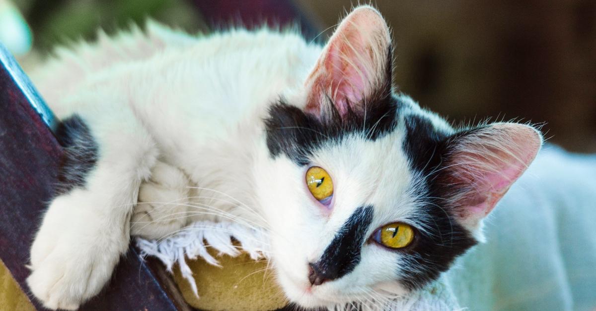 Is Kitty Litter Compostable? Check out These Biodegradable Brands