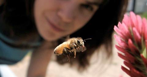 A woman watches a honeybee pollinate a flower (Representative Cover Image Source: Getty Images | Cheyenne Montgomery)