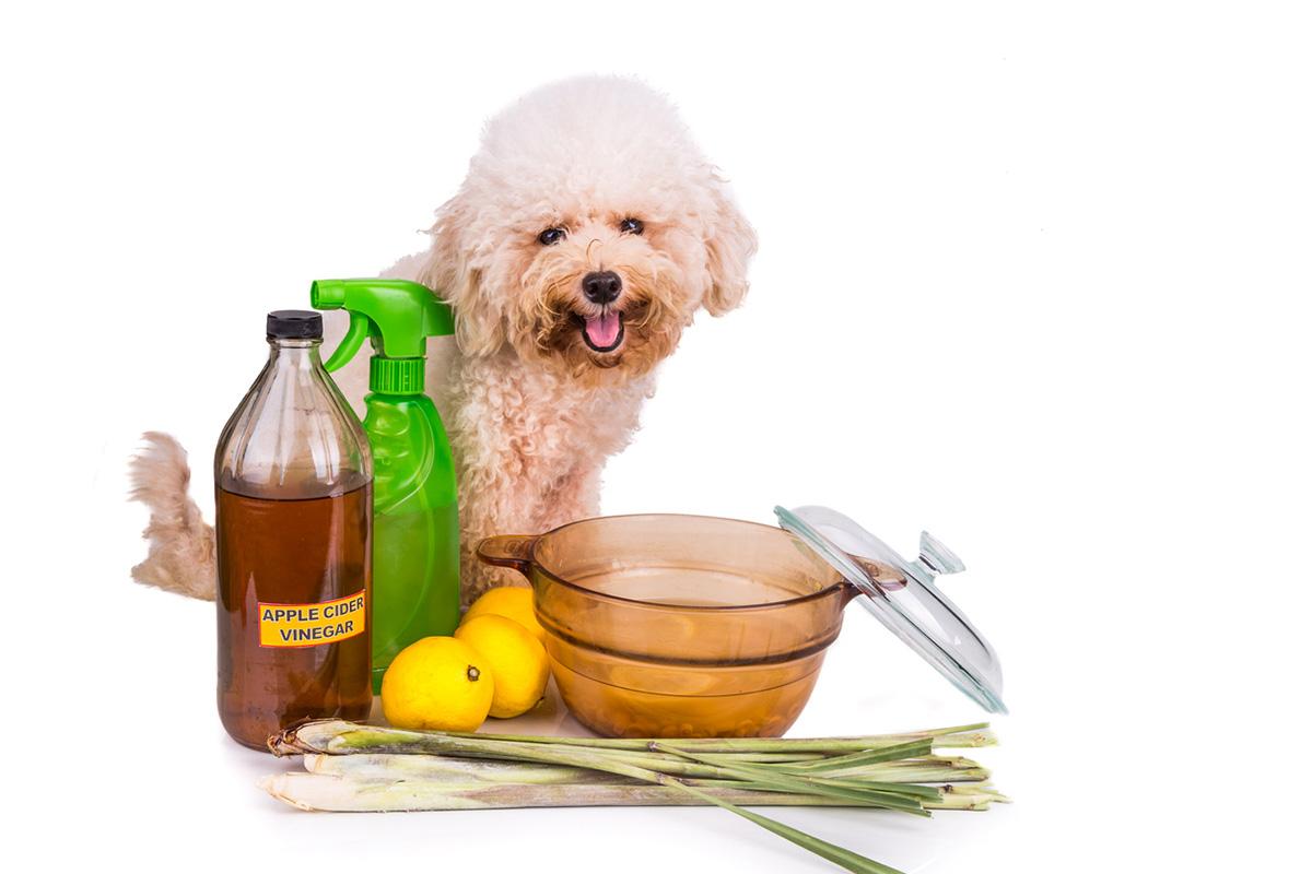 Vinegar flea spray outlet for dogs