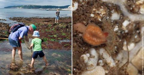 (L) An adult man and a kid rock-pooling during low tide. (Representative Cover Image Source: Getty Images | Stubbsy) | (R) The rare jelly fish spotted. (Cover Image Source: Facebook | British Wildlife Magazine)