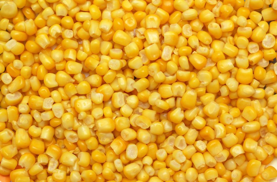 Stock photo of a pile of cooked corn kernels. 