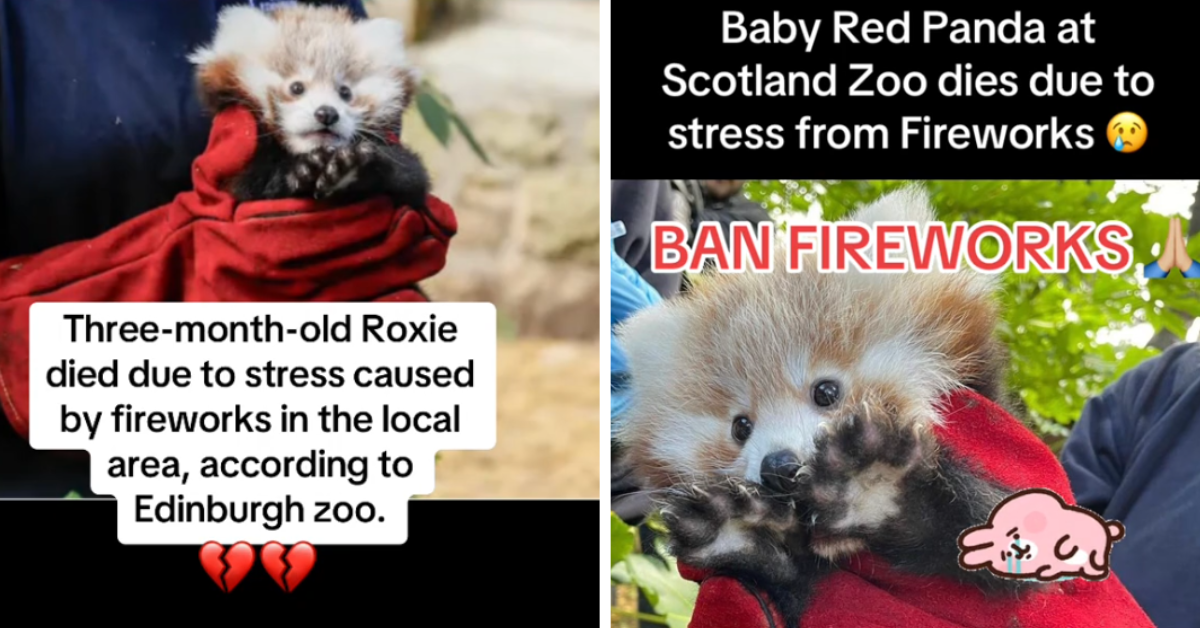 Roxy the red panda's death is being blamed on fireworks 