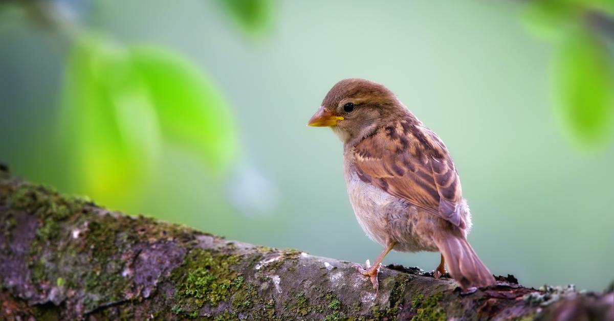 Birds Are Linked to Our Happiness Levels, According to Recent Studies